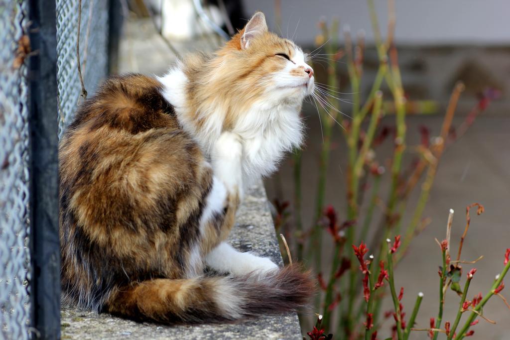 La Maison Des Chats Saint-Mary-le-Plain Экстерьер фото