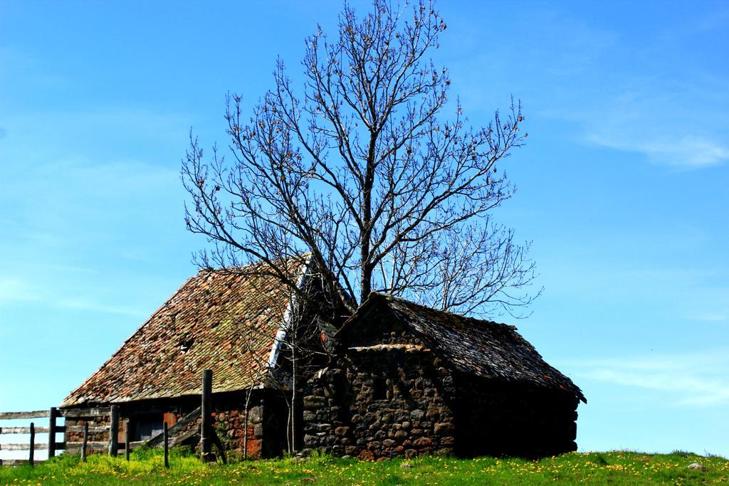 La Maison Des Chats Saint-Mary-le-Plain Экстерьер фото